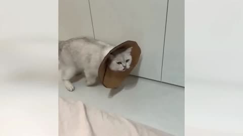 FUNNIEST ANIMALS Dogs and Cats 2025 Will Make You Laugh