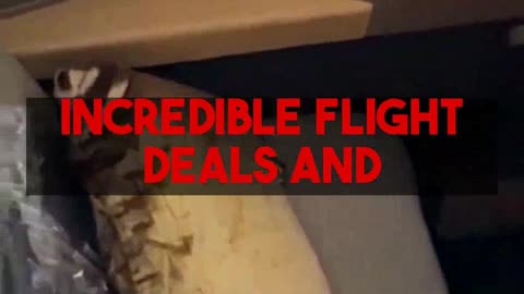 Travel Business Class & 5-Star Hotels Affordably with Mighty Travels PREMIUM.