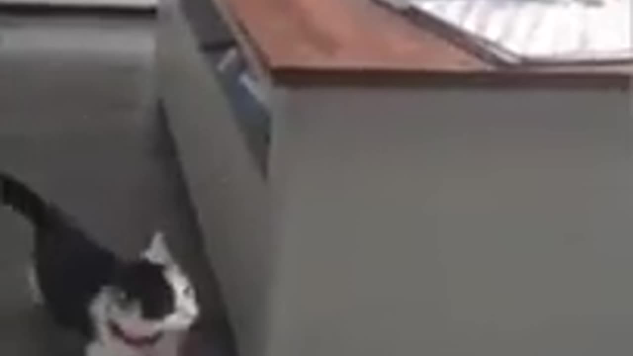 Cuteness Chaos—Pets Taking Over the House