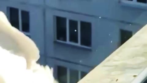 HUGE DIFFERENCE BETWEEN A SEAGULL AND A CROW’S ACCURACY
