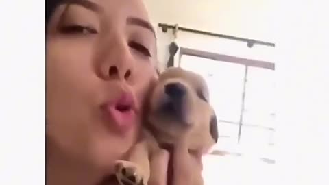 Dogs being idiots 4