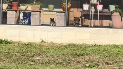 Puppy Home Security