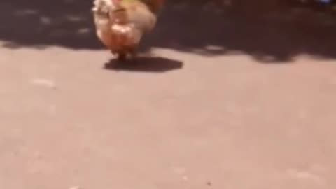 Cute Chicken Sheltering Under a Small Umbrella
