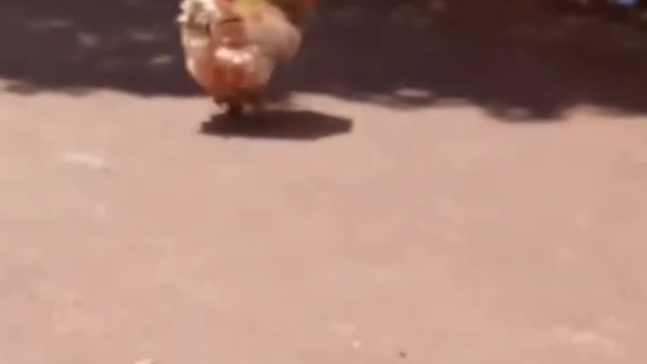 Cute Chicken Sheltering Under a Small Umbrella