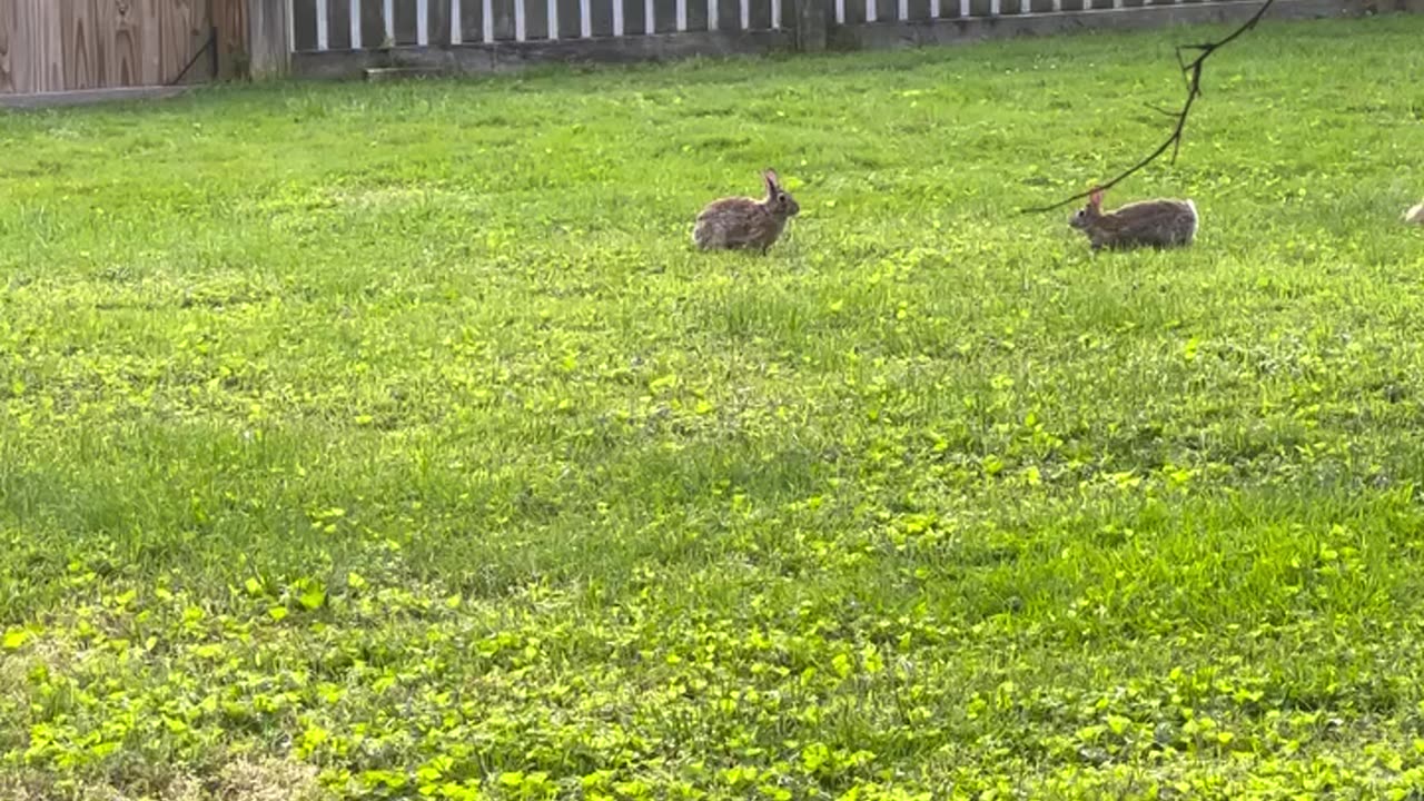 Wild Bunny Playtime – These Two Are Full of Energy! 🐰💥🐰