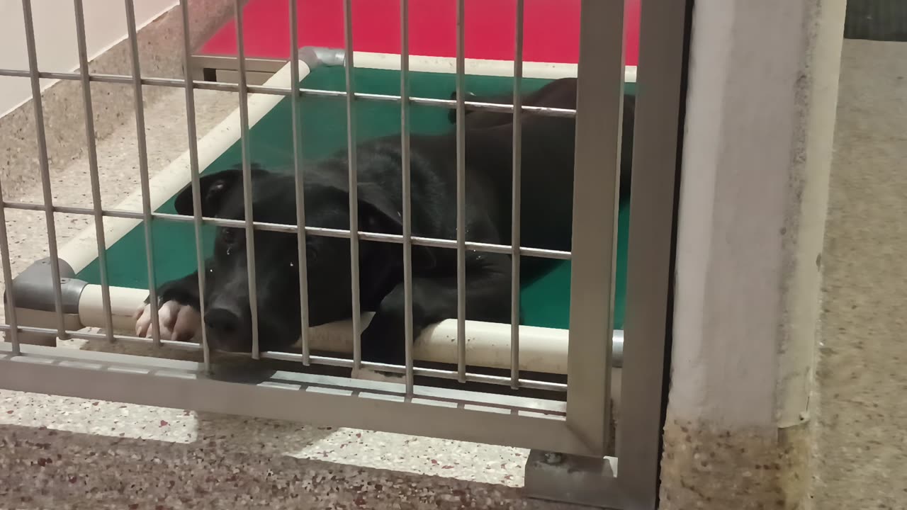Bella Mae playful aggressor 7mo A866140 Dante brindle 1y A859853 kennel 139 PACC shelter20250620_180340533