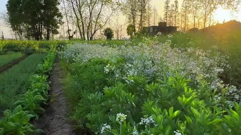 Golden Hour Sunset Over White Flower Field: Nature's Tranquil Glow