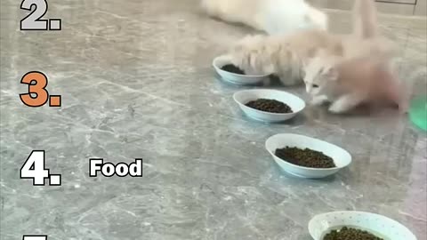 Ranking Best Cat Shocked Moments