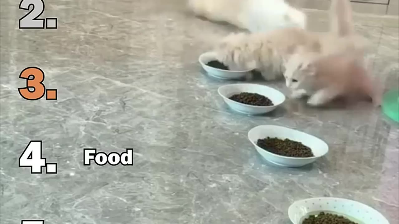 Ranking Best Cat Shocked Moments