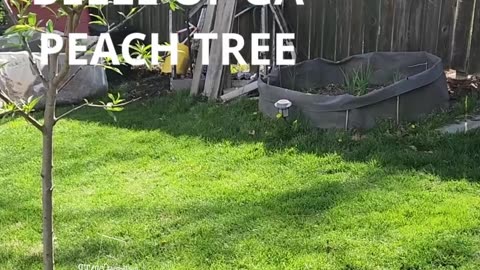Aisizon Tour - #catshobbycorner #gardening