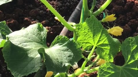 Cucumber plants