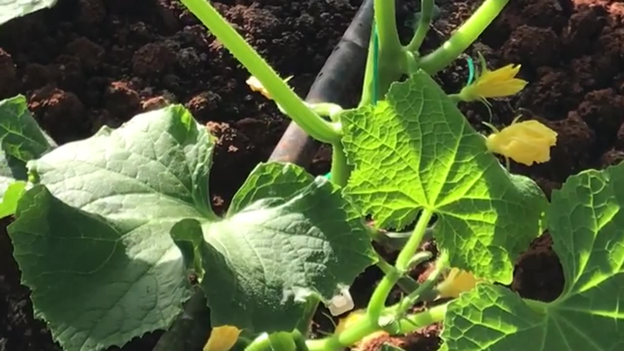 Cucumber plants