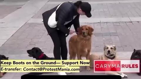 Pro-Hamas protesters harass dogs in training.. 🤦‍♂️🤦‍♂️