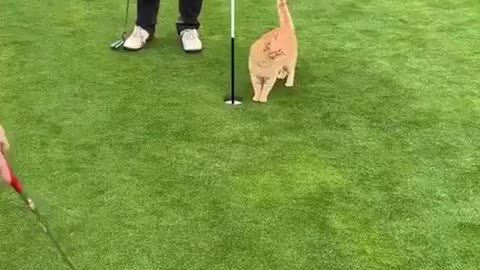 😹🐱 Kitty Says No! The Funniest Feline Refusal You'll See! | FunFM