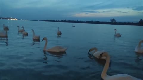 Swans on the Lake: Floating Elegance