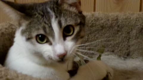 Cat sneezing and playing