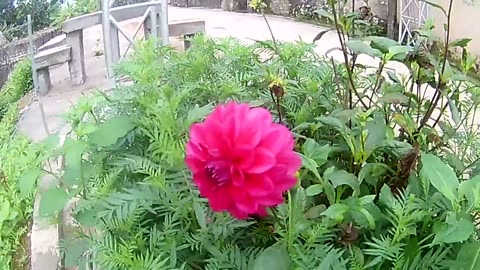 beautiful flowers