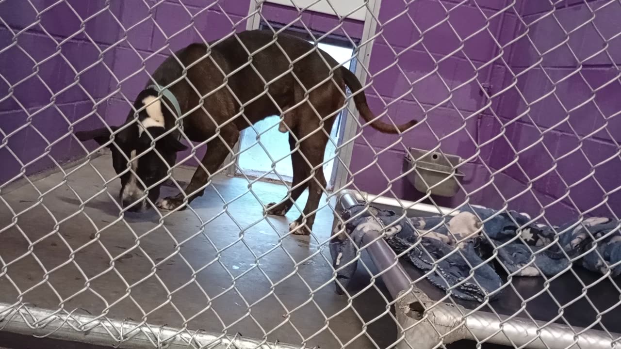 Zeus 5y Pet Id 948235 kennel 32 HSSAZ shelter he warms up real lovely, he's a groovy guy20250718991