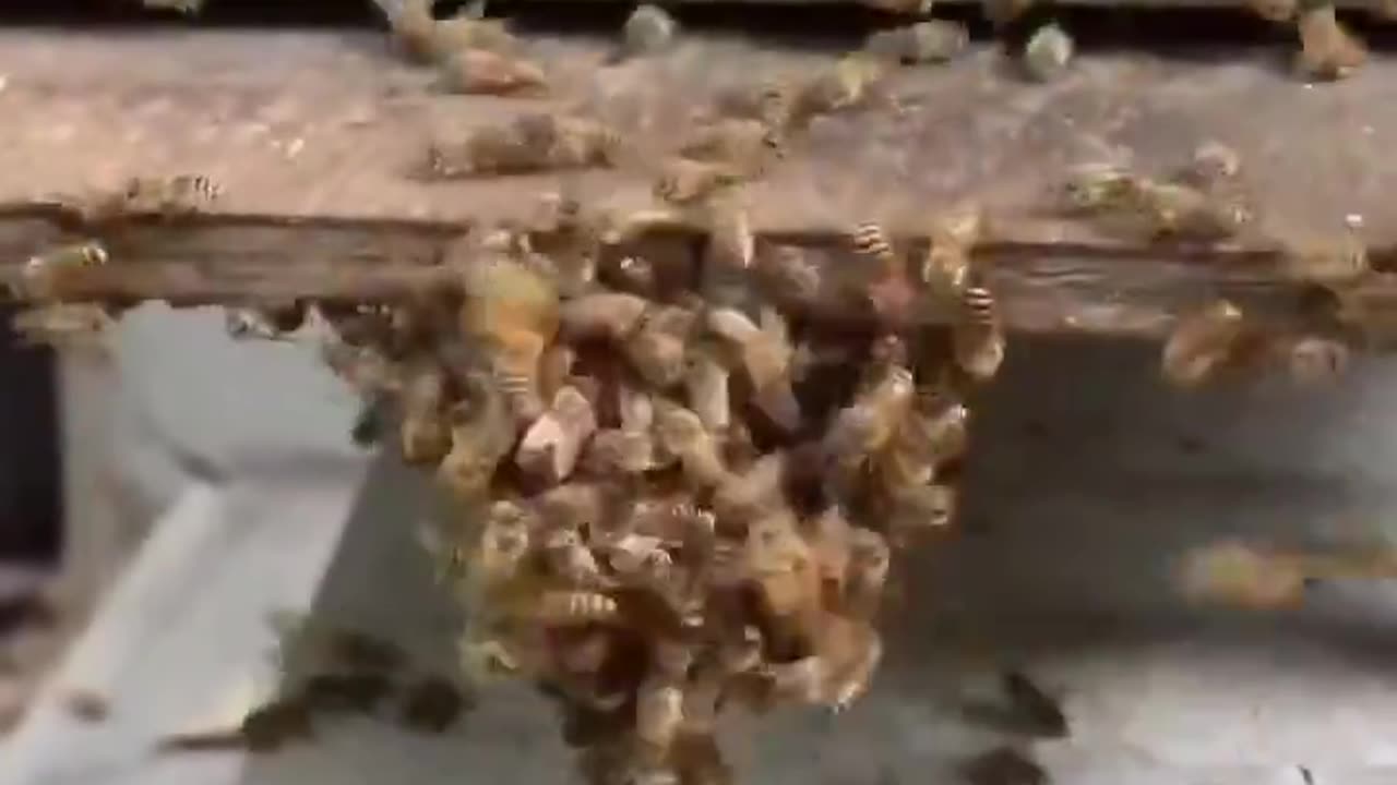 Heat defence strategy of honeybees against a hornet