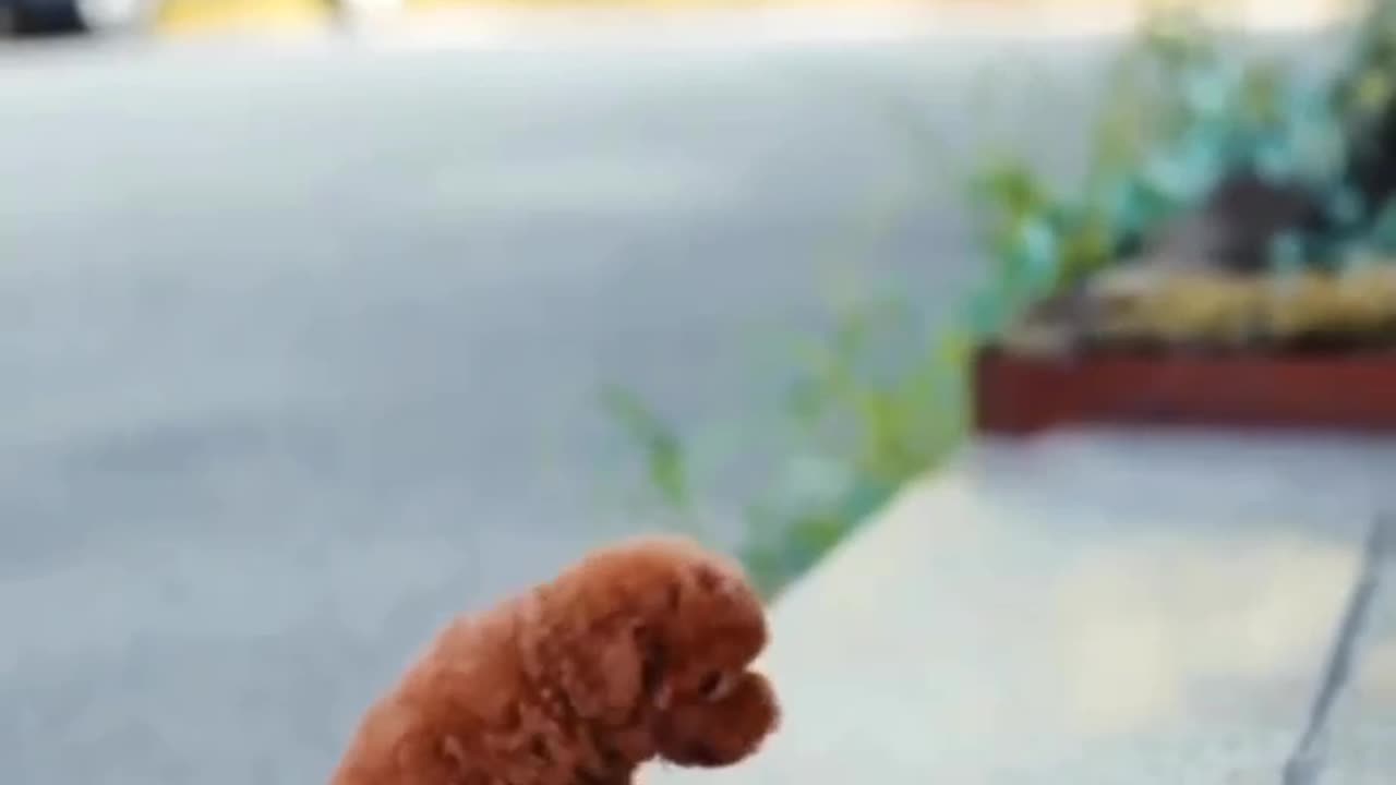 Dogs badi