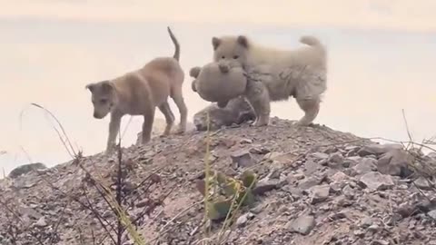 The native dog, the Samoyed of the Chinese people