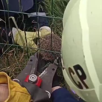 Hedgehog caught in the fence