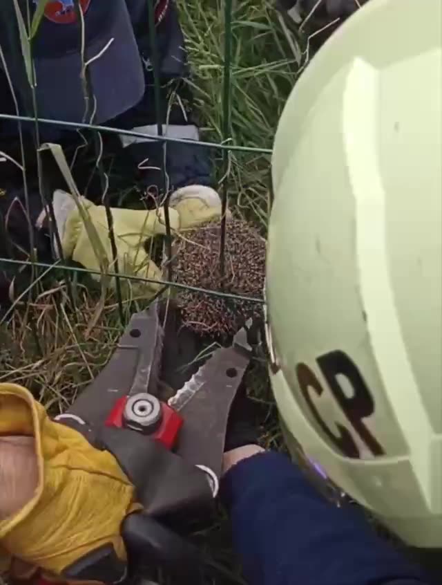 Hedgehog caught in the fence