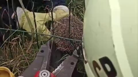 Hedgehog caught in the fence