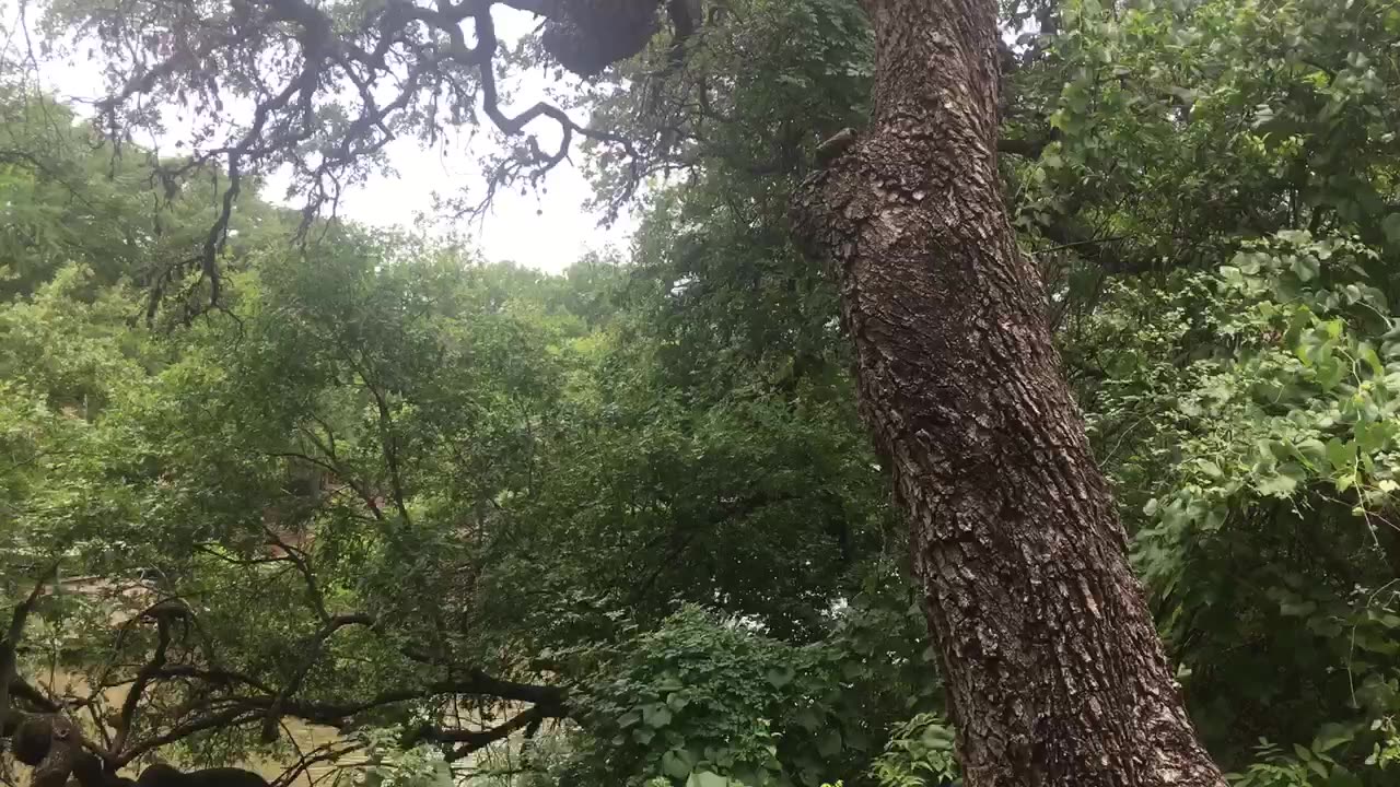The trees reach the sky.🌲