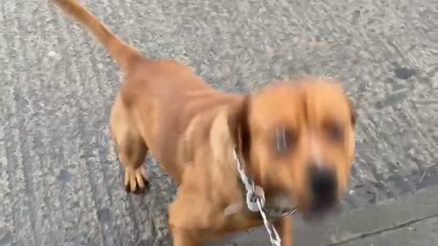 Dog Copies His Human Sibling