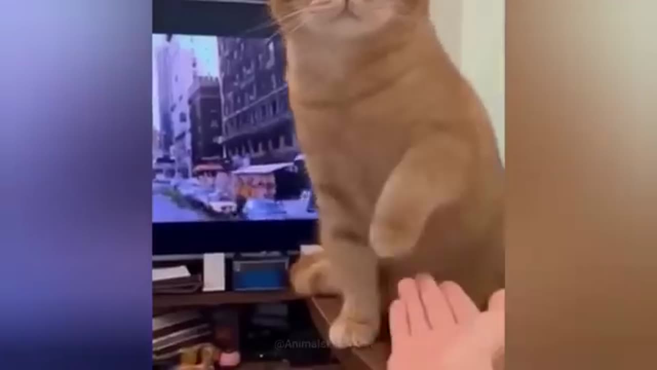 FUNNY PETS