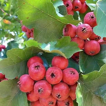 रिश्तों को ताले के तरह बनाना पड़ती है