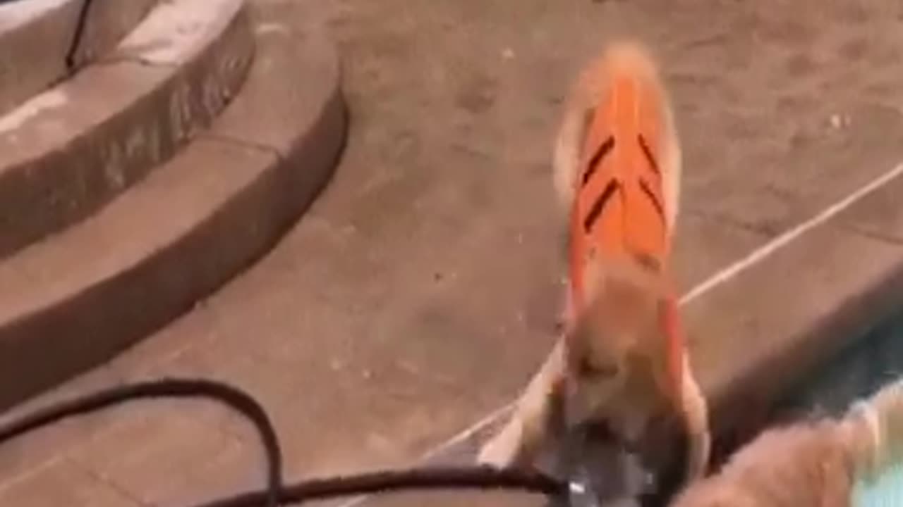 Dog Pool Hose Play Funny