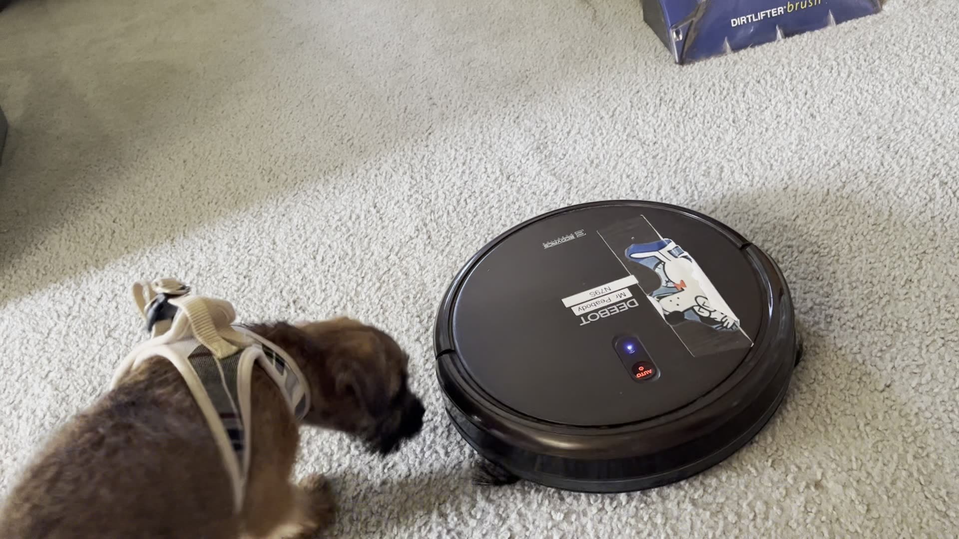 Puppy views robot vacuum as a foe. Vicious attack! LMAO
