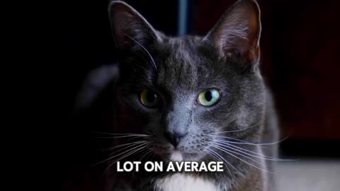Facts About Cats