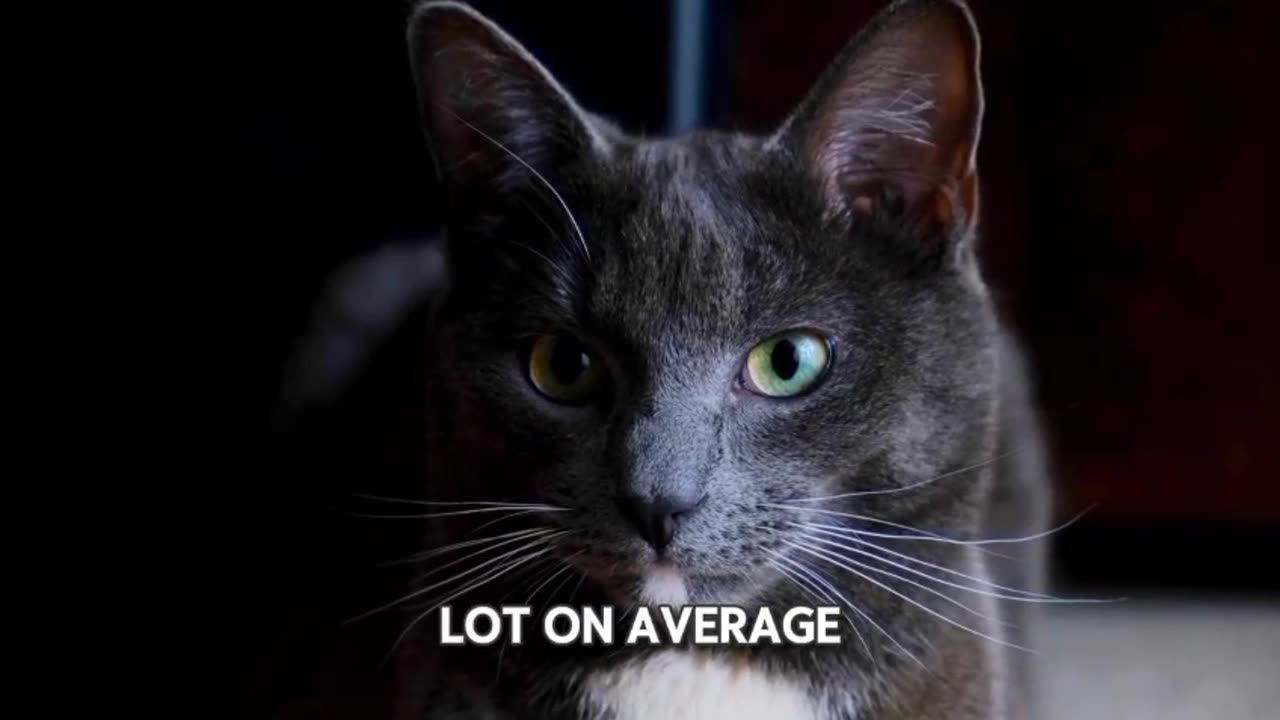 Facts About Cats