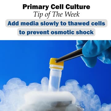 Primary Cell Culture- Top of the Week