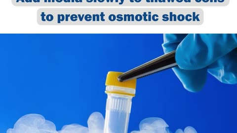 Primary Cell Culture- Top of the Week