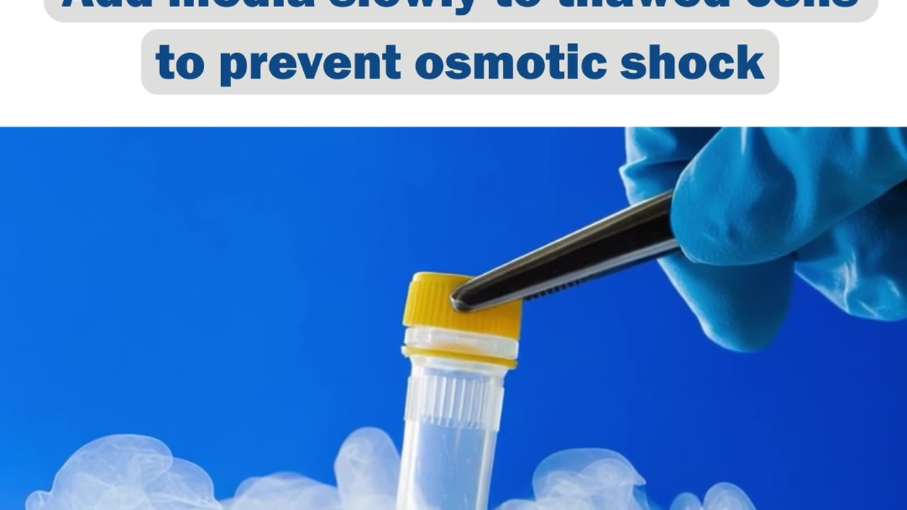 Primary Cell Culture- Top of the Week