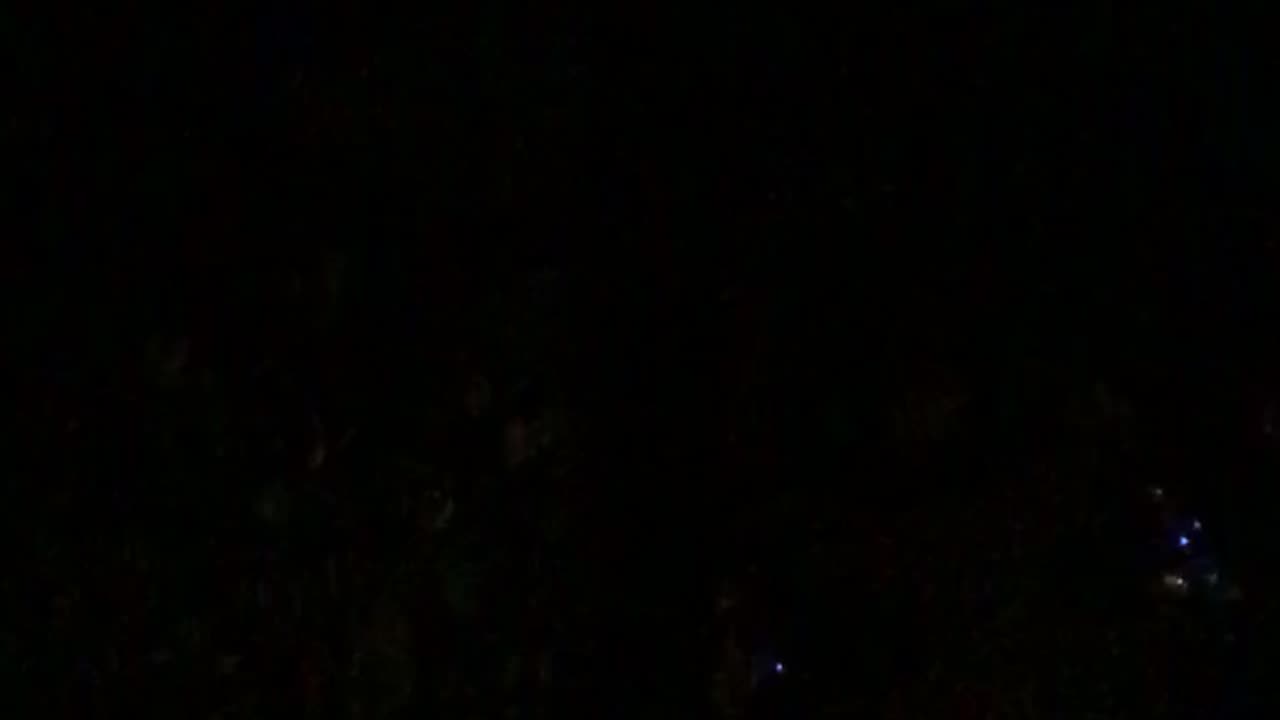 Fox Screaming Outside