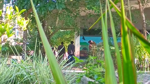 9.4.2025 Out of Control Kuranda