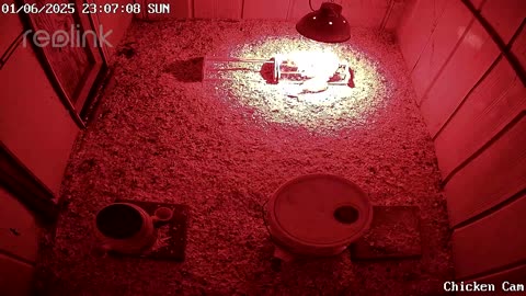 Millar Time Chicken Cam