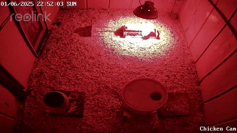 Millar Time Chicken Cam