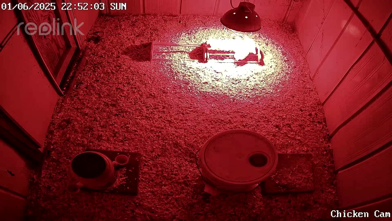 Millar Time Chicken Cam