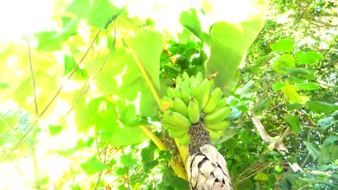 Plantain tree
