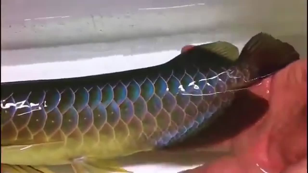 【龍爵士】極品