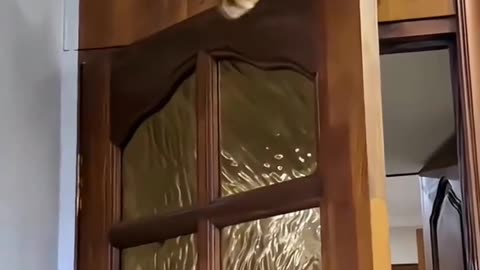 "Funny cat behavior makes you laugh."
