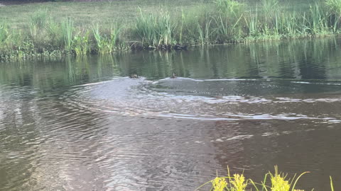 #WildLife in #BethanyBeach #Delaware 7-20-2025