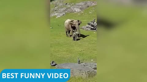funny animals video