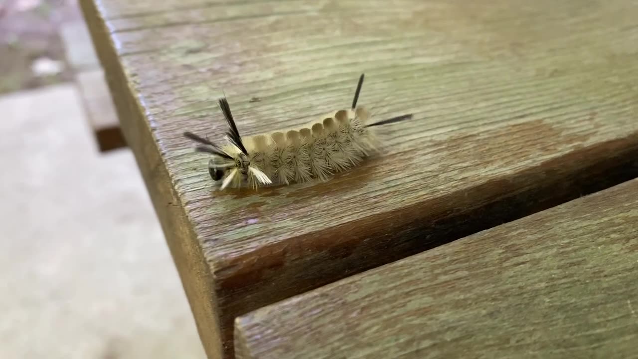 Caterpillar on a Table